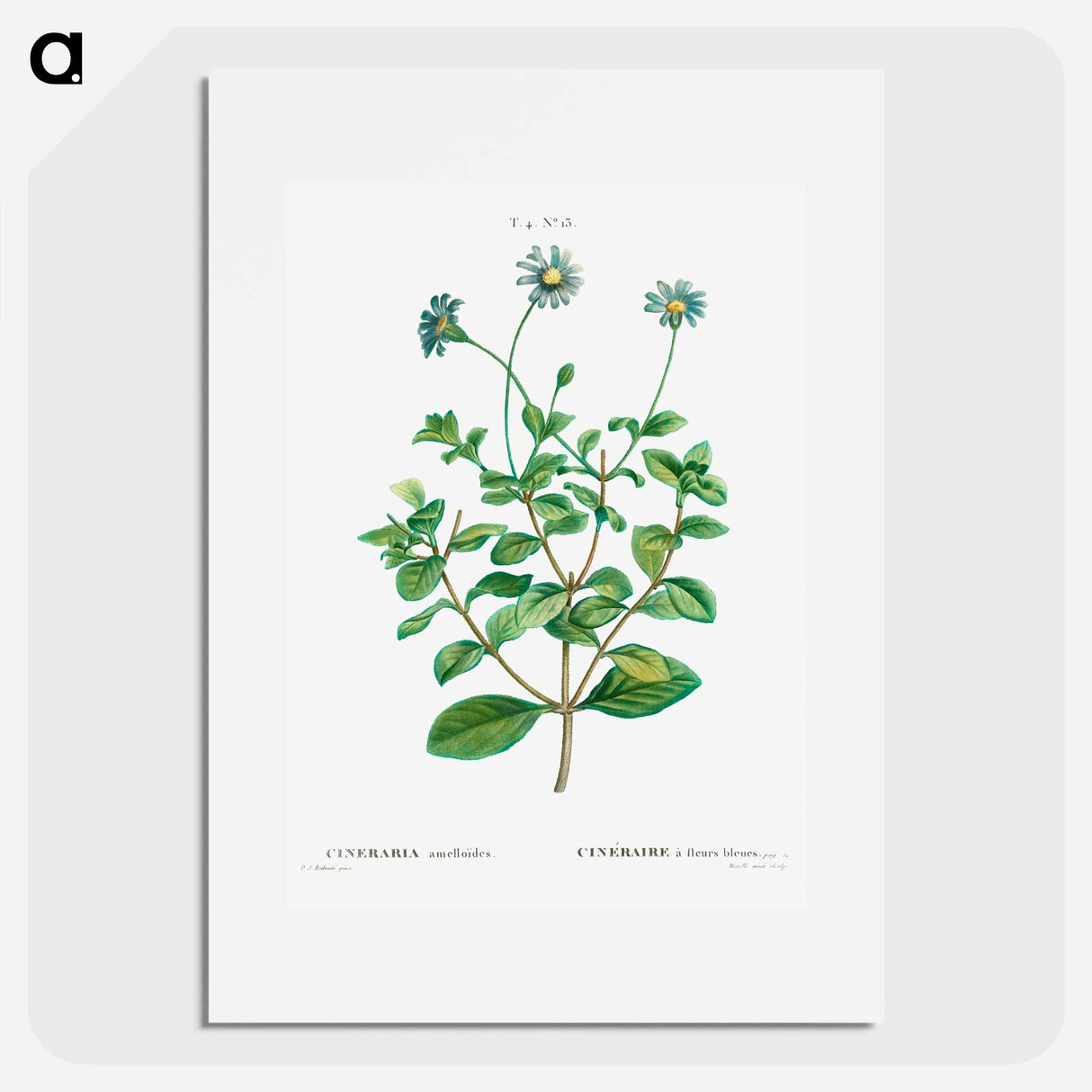Blue marguerite - Pierre Joseph Redouté Poster.