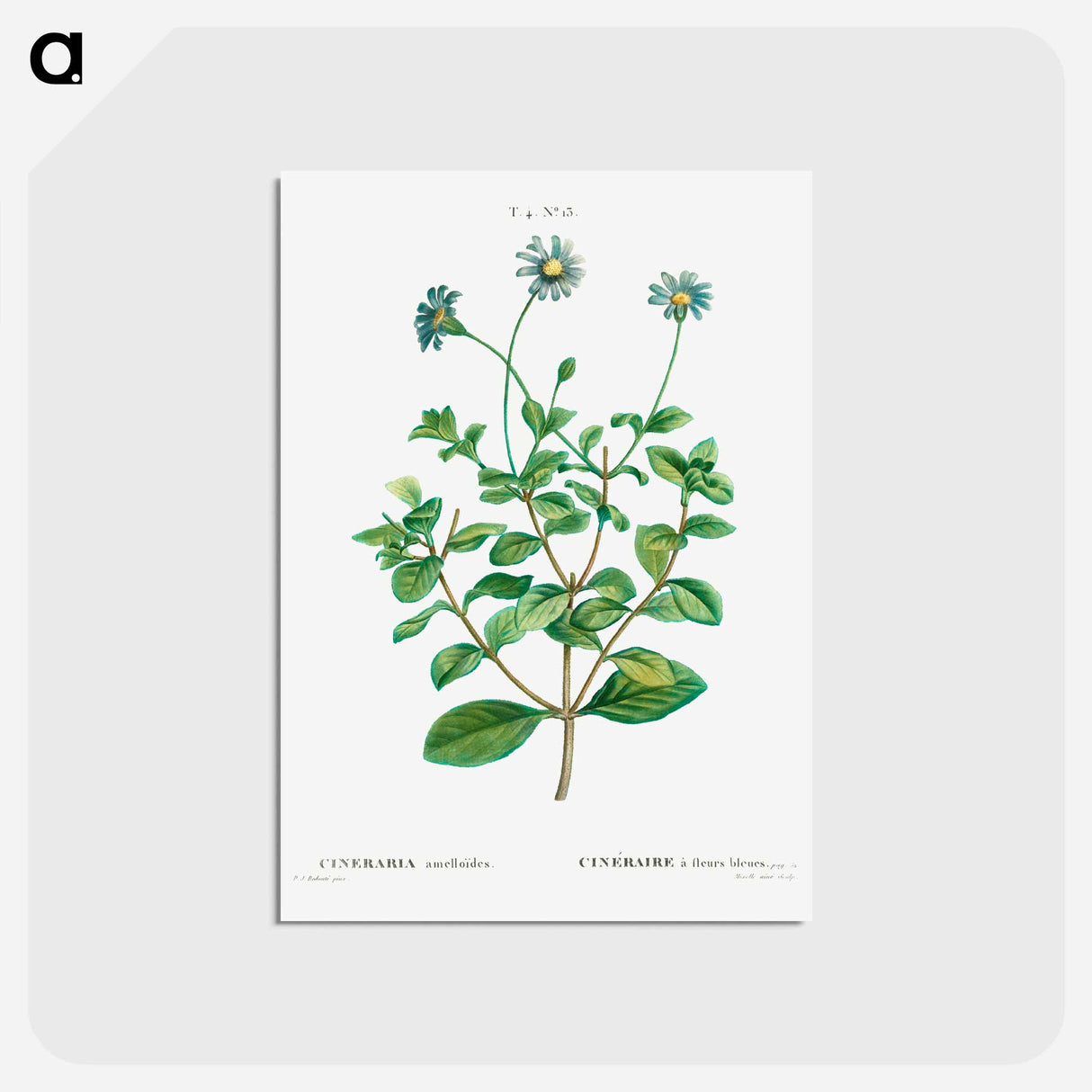 アートポストカード-Blue marguerite - ピエール ジョゼフ ルドゥーテ Postcard.