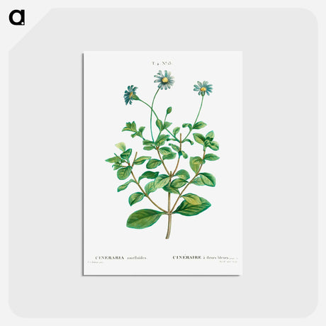 アートポストカード-Blue marguerite - ピエール ジョゼフ ルドゥーテ Postcard.