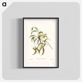 アートポスター-Yellow Weebill
 - オーストラリアの鳥 Poster.