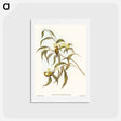 アートポストカード-Yellow Weebill
 - オーストラリアの鳥 Postcard.