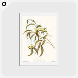 アートポストカード-Yellow Weebill
 - オーストラリアの鳥 Postcard.
