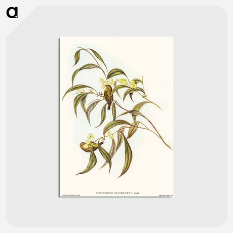 アートポストカード-Yellow Weebill
 - オーストラリアの鳥 Postcard.