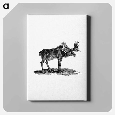 アートパネル-Moose Illustration
 - 大英図書館 Canvas.