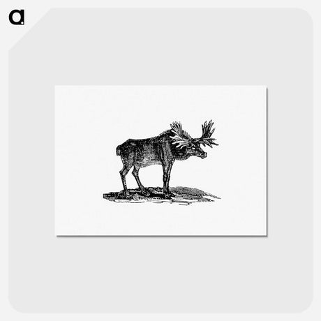 アートポストカード-Moose Illustration
 - 大英図書館 Postcard.