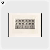 アートポストカード-Man on Horse
 - エドワード マイブリッジ Postcard.