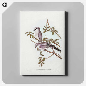 アートパネル-White-bellied Graucalus
 - ジョン グールド Canvas.