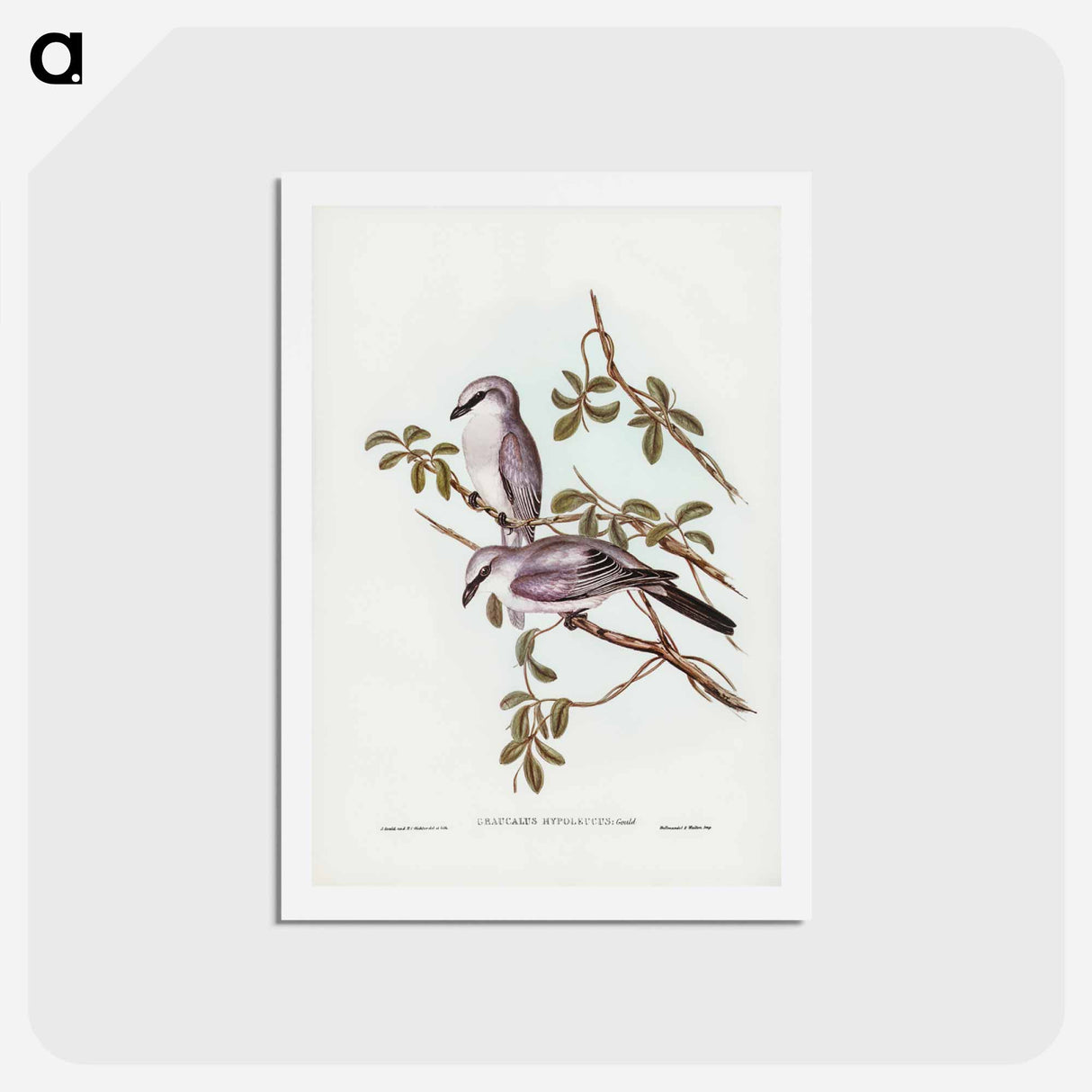 アートポストカード-White-bellied Graucalus
 - ジョン グールド Postcard.