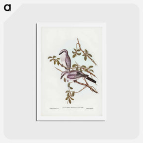 アートポストカード-White-bellied Graucalus
 - ジョン グールド Postcard.