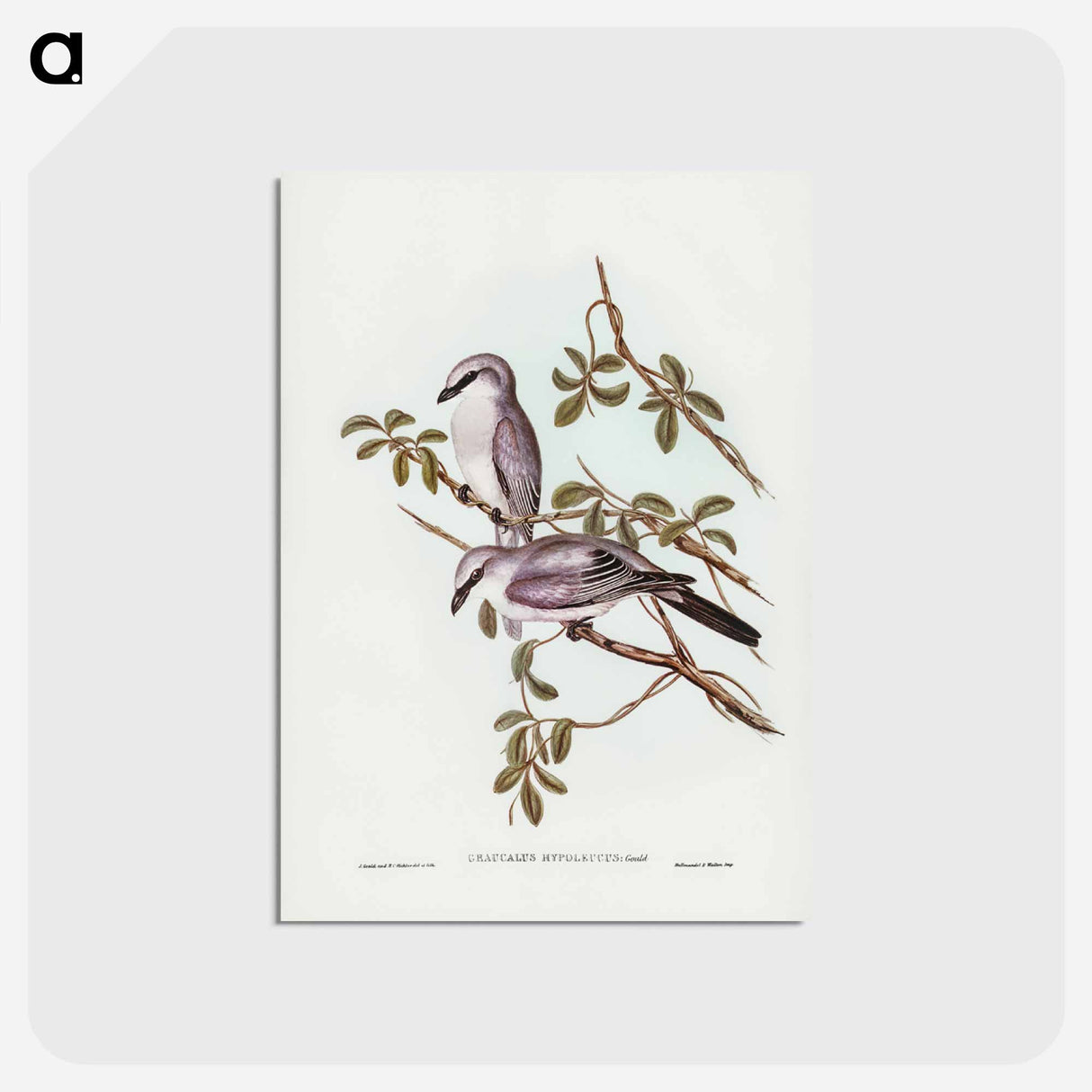 アートポストカード-White-bellied Graucalus
 - ジョン グールド Postcard.