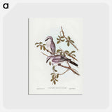 アートポストカード-White-bellied Graucalus
 - ジョン グールド Postcard.