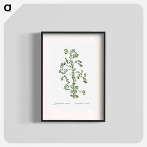 アートポスター-Sempervivum Canariense (Canary Houseleek) - ピエール ジョゼフ ルドゥーテ Poster.