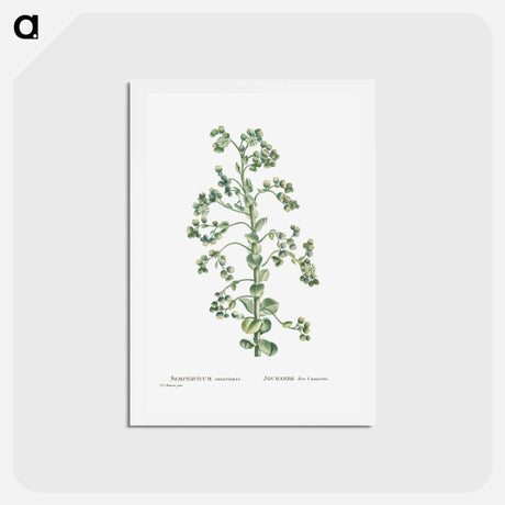 アートポストカード-Sempervivum Canariense (Canary Houseleek) - ピエール ジョゼフ ルドゥーテ Postcard.