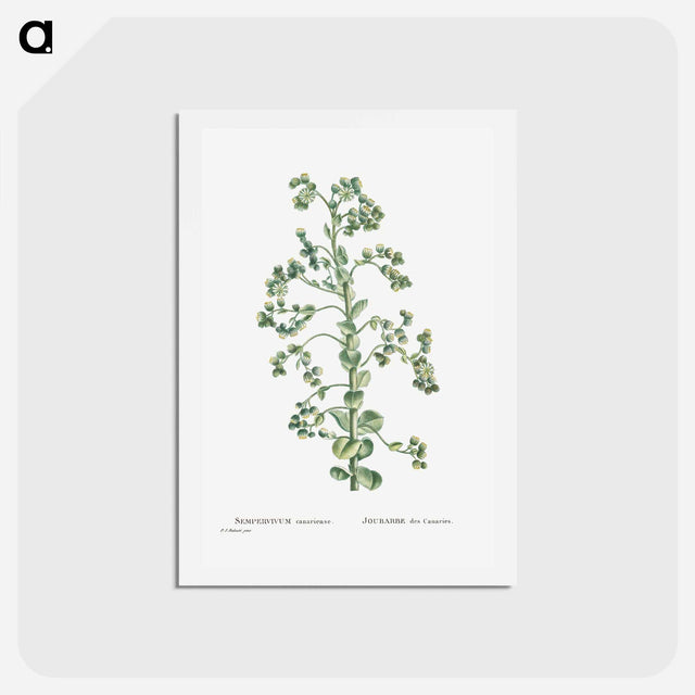 アートポストカード-Sempervivum Canariense (Canary Houseleek) - ピエール ジョゼフ ルドゥーテ Postcard.