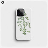 Sempervivum Canariense (Canary Houseleek) - ピエール ジョゼフ ルドゥーテ Phone Case.