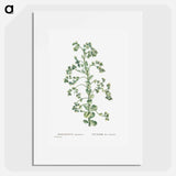 Sempervivum Canariense (Canary Houseleek) - ピエール ジョゼフ ルドゥーテ Poster.