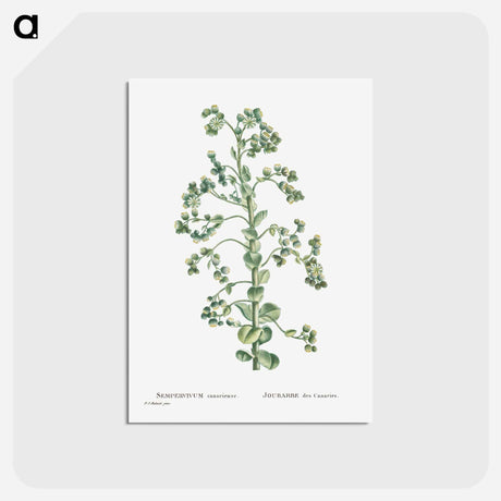 アートポストカード-Sempervivum Canariense (Canary Houseleek) - ピエール ジョゼフ ルドゥーテ Postcard.