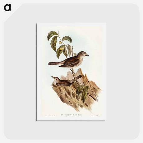 アートポストカード-Harmonious Colluricincla
 - オーストラリアの鳥 Postcard.