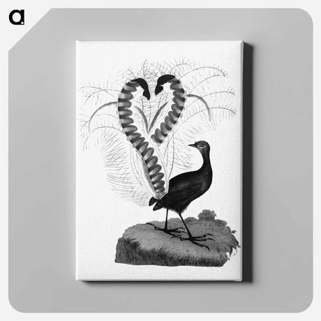 アートパネル-Lyrebird from An Account of the English Colony in New South Wales
 - 大英図書館 Canvas.