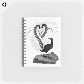 アートメモ帳-Lyrebird from An Account of the English Colony in New South Wales
 - 大英図書館 Memo.