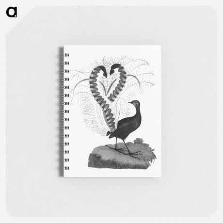 アートメモ帳-Lyrebird from An Account of the English Colony in New South Wales
 - 大英図書館 Memo.