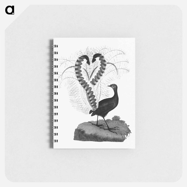 アートメモ帳-Lyrebird from An Account of the English Colony in New South Wales
 - 大英図書館 Memo.
