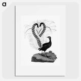 アートポスター-Lyrebird from An Account of the English Colony in New South Wales
 - 大英図書館 Poster.