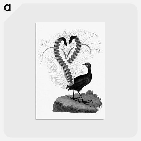 アートポストカード-Lyrebird from An Account of the English Colony in New South Wales
 - 大英図書館 Postcard.