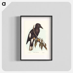 アートポスター-Hill Crow-Shrike
 - ジョン グールド Poster.