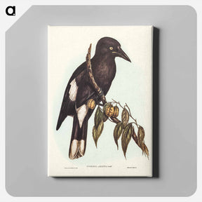 アートパネル-Hill Crow-Shrike
 - ジョン グールド Canvas.