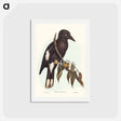 アートポストカード-Hill Crow-Shrike
 - ジョン グールド Postcard.