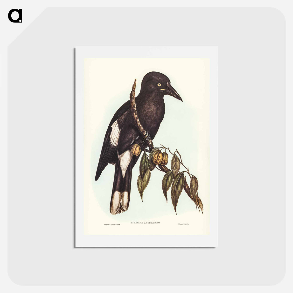 アートポストカード-Hill Crow-Shrike
 - ジョン グールド Postcard.