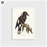 アートポストカード-Hill Crow-Shrike
 - ジョン グールド Postcard.