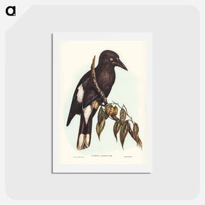アートポストカード-Hill Crow-Shrike
 - ジョン グールド Postcard.