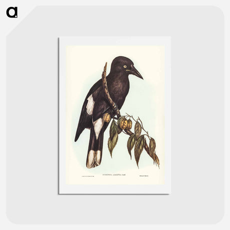 アートポストカード-Hill Crow-Shrike
 - ジョン グールド Postcard.