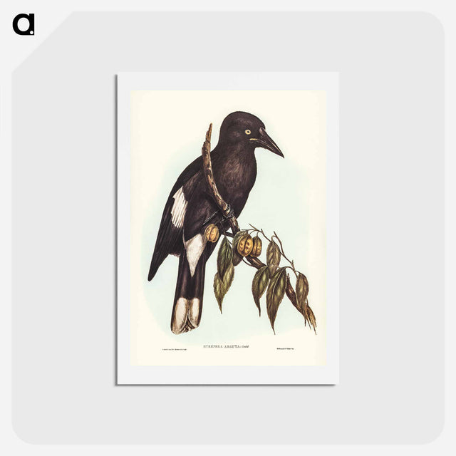 アートポストカード-Hill Crow-Shrike
 - ジョン グールド Postcard.
