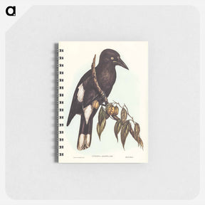 アートメモ帳-Hill Crow-Shrike
 - ジョン グールド Memo.