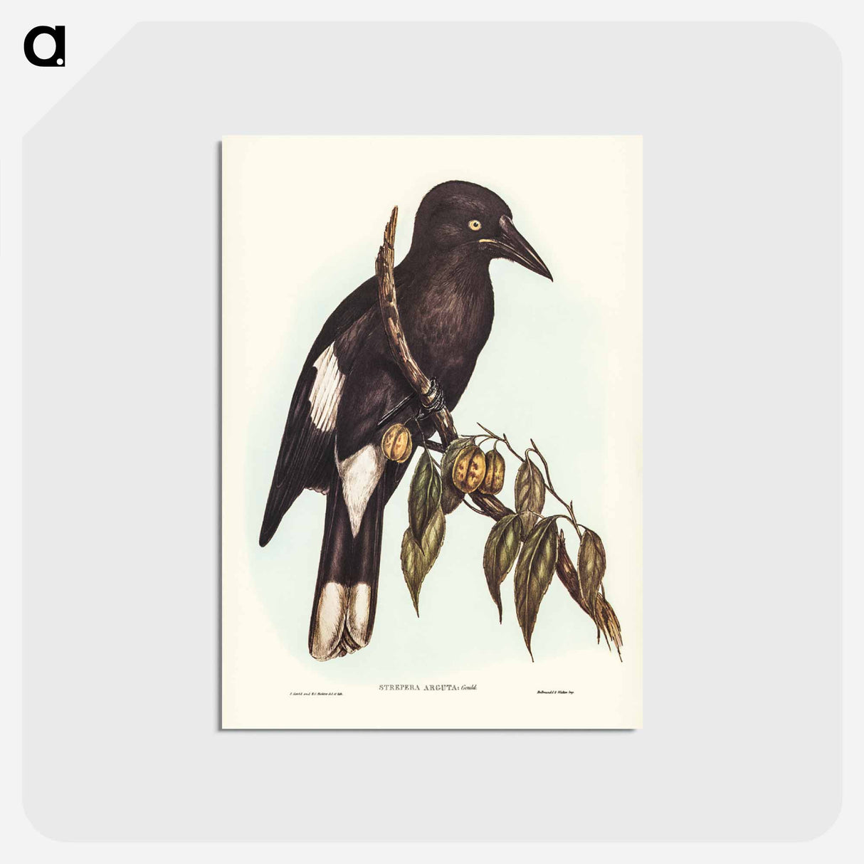アートポストカード-Hill Crow-Shrike
 - ジョン グールド Postcard.