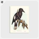 アートポストカード-Hill Crow-Shrike
 - ジョン グールド Postcard.