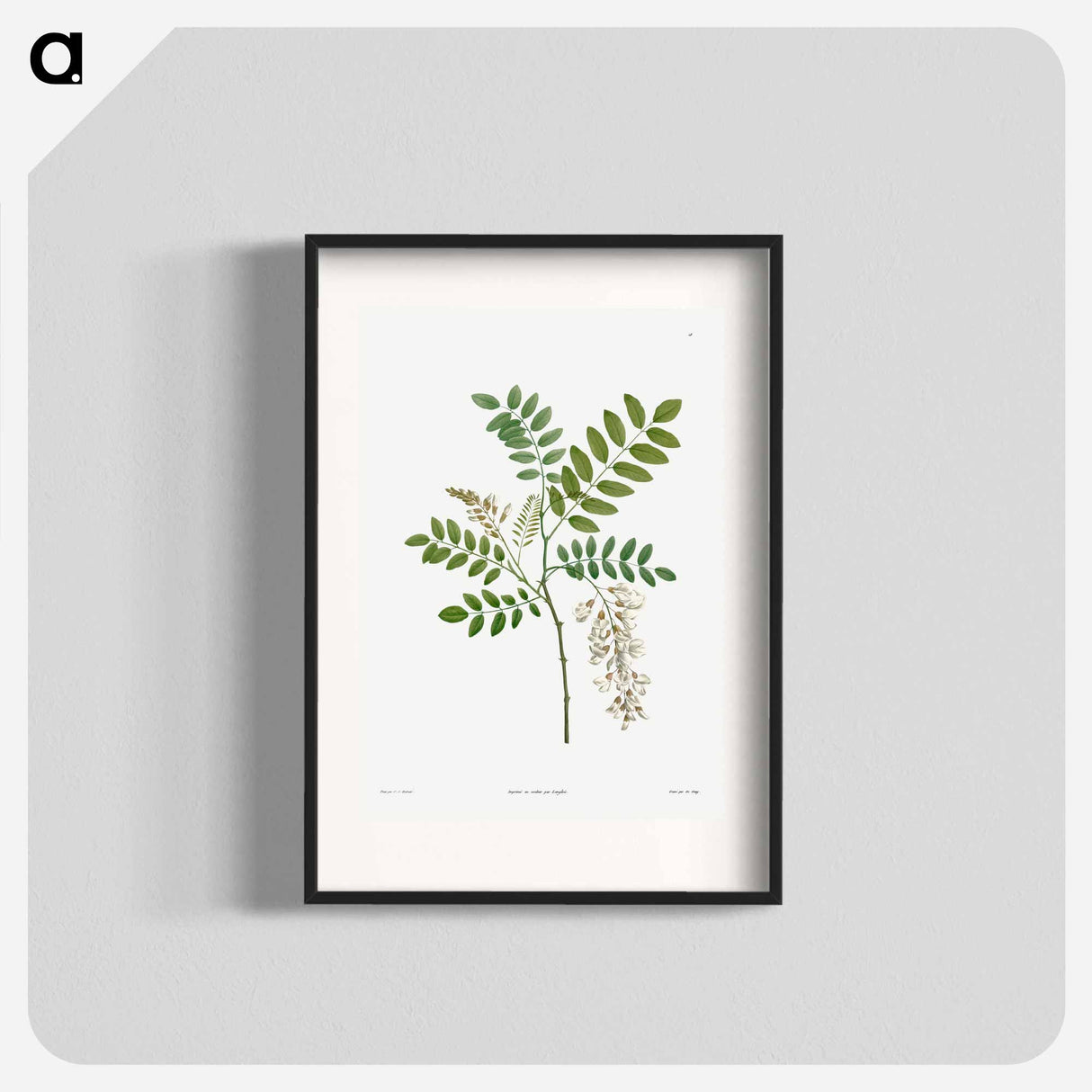 Acacia - Pierre Joseph Redouté Poster.