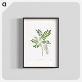 Acacia - Pierre Joseph Redouté Poster.