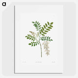 Acacia - Pierre Joseph Redouté Poster.
