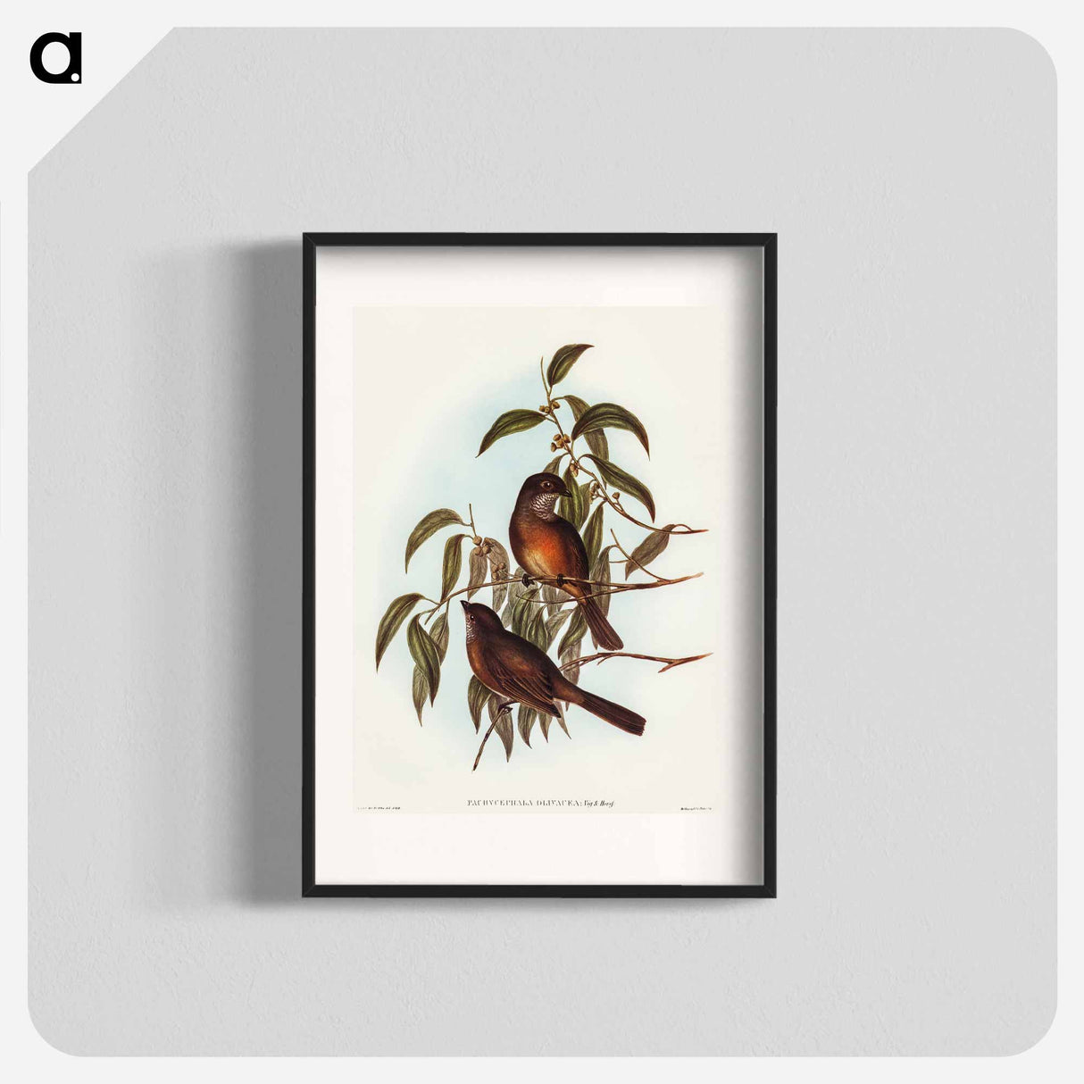 Olivaceous Pachycephala
 - オーストラリアの鳥 Poster.