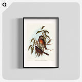 Olivaceous Pachycephala
 - オーストラリアの鳥 Poster.