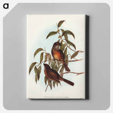 Olivaceous Pachycephala
 - オーストラリアの鳥 Canvas.