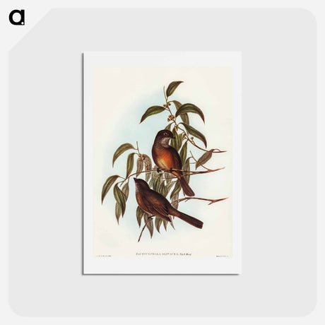 アートポストカード-Olivaceous Pachycephala
 - オーストラリアの鳥 Postcard.