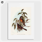 Olivaceous Pachycephala
 - オーストラリアの鳥 Poster.