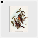 アートポストカード-Olivaceous Pachycephala
 - オーストラリアの鳥 Postcard.
