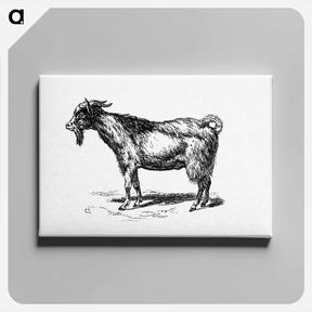 アートパネル-Goat from Portuguese Expedition To Muatianvua
 - 大英図書館 Canvas.