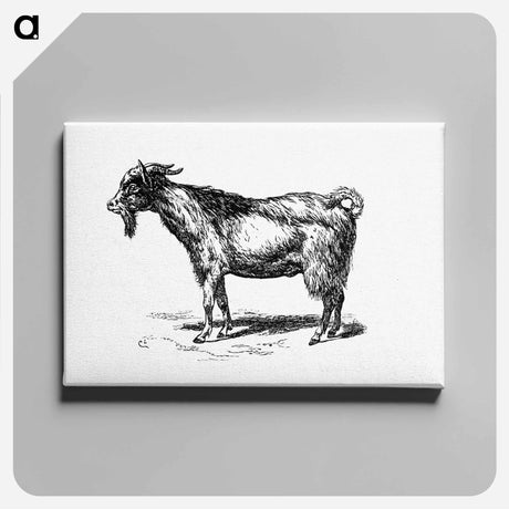 アートパネル-Goat from Portuguese Expedition To Muatianvua
 - 大英図書館 Canvas.